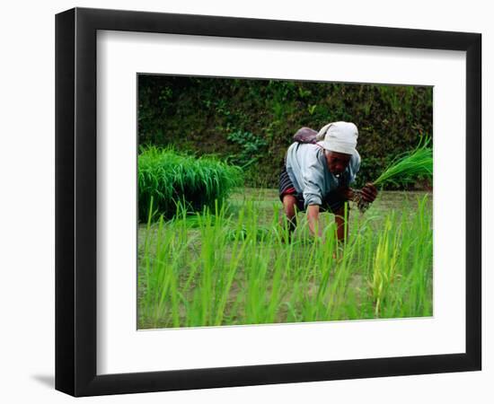 Ifugao Women Transplanting Rice, Banaue, Philippines-Richard I'Anson-Framed Photographic Print