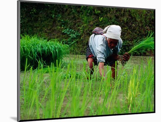 Ifugao Women Transplanting Rice, Banaue, Philippines-Richard I'Anson-Mounted Photographic Print