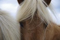 Eyes of Icelandic Horse-Igor Dymov-Framed Photographic Print