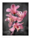 Cymbidium Orchid Bright Pink-Igor Maloratsky-Art Print