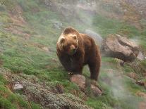 Young Female Kamchatka Brown Bear (Ursus Arctos Beringianus) Playing with Oil Drum-Igor Shpilenok-Photographic Print