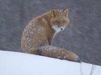 Red Fox Sitting in Snow, Kronotsky Nature Reserve, Kamchatka, Far East Russia-Igor Shpilenok-Framed Photographic Print