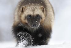 Young Female Kamchatka Brown Bear (Ursus Arctos Beringianus) Playing with Oil Drum-Igor Shpilenok-Photographic Print