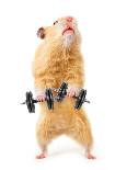 Hamster With Bar Isolated On White-IgorKovalchuk-Photographic Print