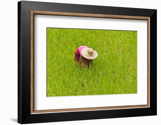 Igorot Tribal Woman, Rice Paddy, Agriculture, Banaue, Ifugao Province, Philippines-Keren Su-Framed Photographic Print