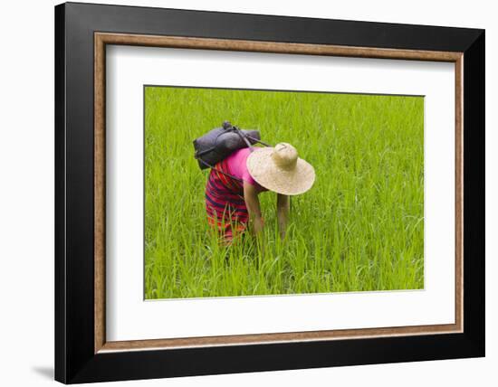 Igorot Tribal Woman, Rice Paddy, Agriculture, Banaue, Ifugao Province, Philippines-Keren Su-Framed Photographic Print