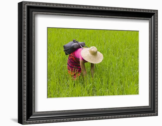 Igorot Tribal Woman, Rice Paddy, Agriculture, Banaue, Ifugao Province, Philippines-Keren Su-Framed Photographic Print