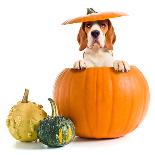 Beagle in Pumpkin-igorr-Laminated Photographic Print