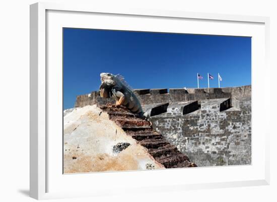 Iguana Basking, San Cristobal Fort, San Juan, PR-George Oze-Framed Photographic Print