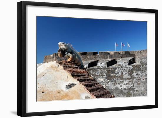 Iguana Basking, San Cristobal Fort, San Juan, PR-George Oze-Framed Photographic Print