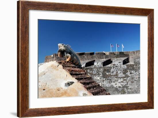 Iguana Basking, San Cristobal Fort, San Juan, PR-George Oze-Framed Photographic Print