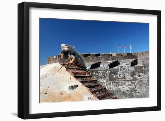 Iguana Basking, San Cristobal Fort, San Juan, PR-George Oze-Framed Photographic Print