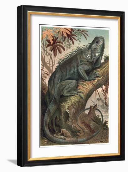 Iguana by Alfred Edmund Brehm-Stefano Bianchetti-Framed Giclee Print