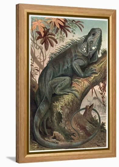 Iguana by Alfred Edmund Brehm-Stefano Bianchetti-Framed Premier Image Canvas