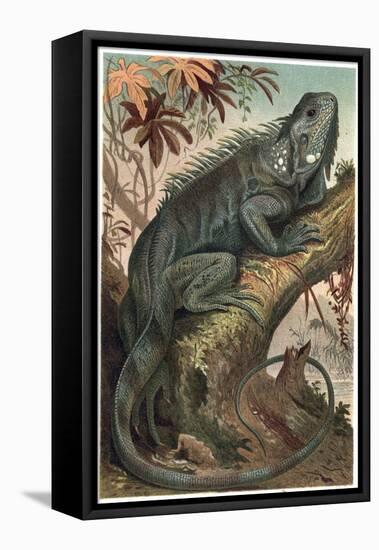 Iguana by Alfred Edmund Brehm-Stefano Bianchetti-Framed Premier Image Canvas