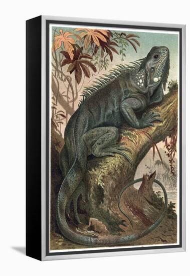 Iguana by Alfred Edmund Brehm-Stefano Bianchetti-Framed Premier Image Canvas