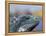 Iguana, Curacao, Caribbean-Greg Johnston-Framed Premier Image Canvas