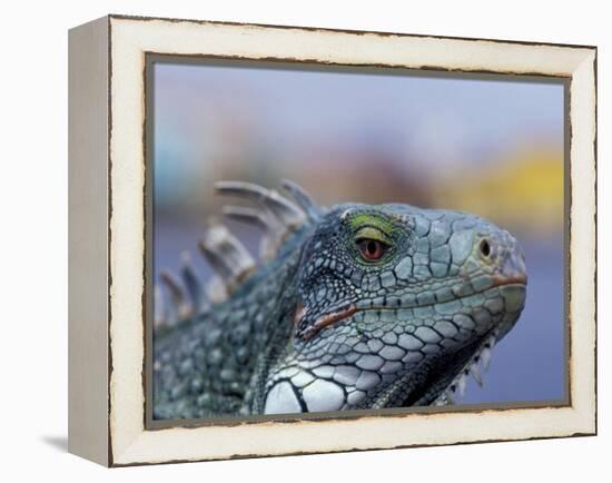 Iguana, Curacao, Caribbean-Greg Johnston-Framed Premier Image Canvas