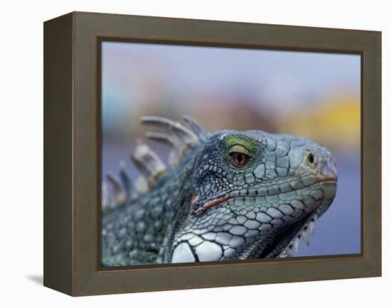 Iguana, Curacao, Caribbean-Greg Johnston-Framed Premier Image Canvas