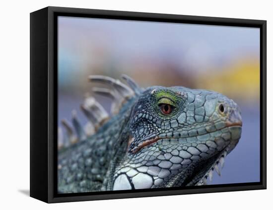 Iguana, Curacao, Caribbean-Greg Johnston-Framed Premier Image Canvas