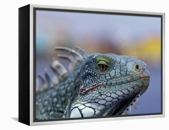 Iguana, Curacao, Caribbean-Greg Johnston-Framed Premier Image Canvas