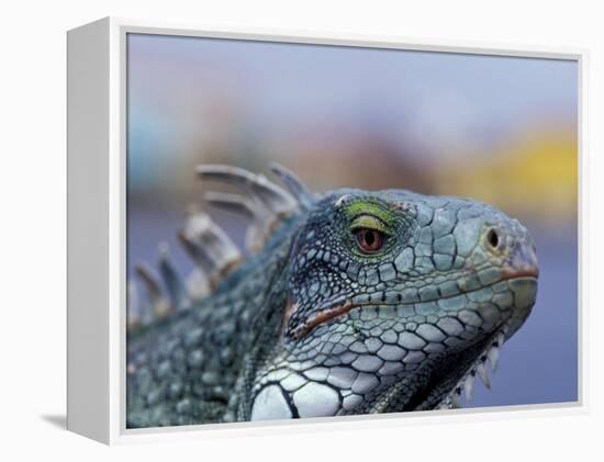 Iguana, Curacao, Caribbean-Greg Johnston-Framed Premier Image Canvas