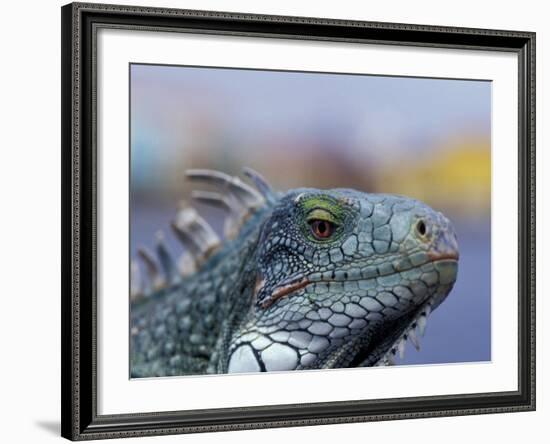 Iguana, Curacao, Caribbean-Greg Johnston-Framed Photographic Print