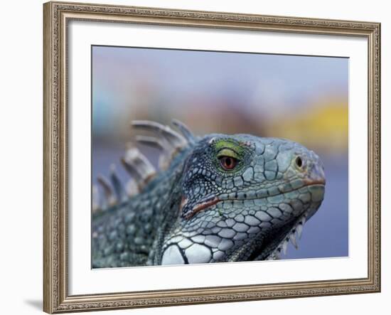 Iguana, Curacao, Caribbean-Greg Johnston-Framed Photographic Print