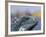 Iguana, Curacao, Caribbean-Greg Johnston-Framed Photographic Print