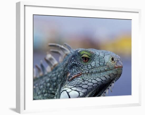 Iguana, Curacao, Caribbean-Greg Johnston-Framed Photographic Print