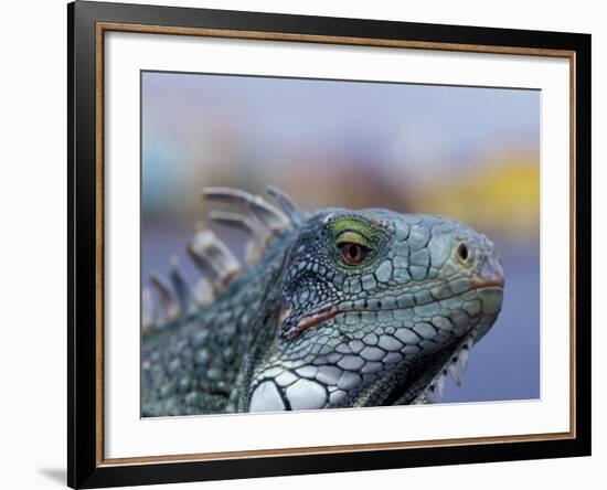 Iguana, Curacao, Caribbean-Greg Johnston-Framed Photographic Print