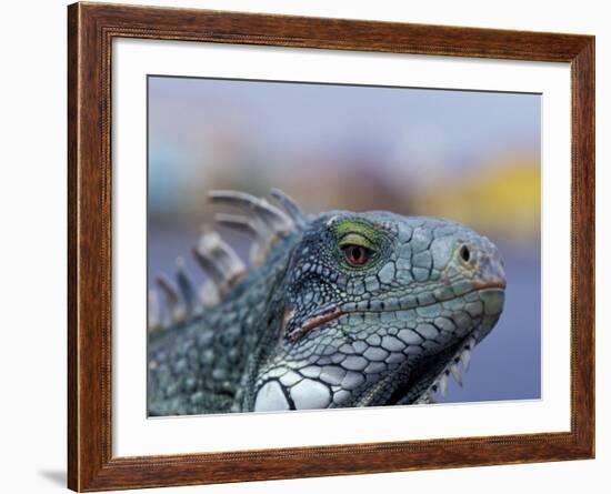 Iguana, Curacao, Caribbean-Greg Johnston-Framed Photographic Print