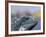 Iguana, Curacao, Caribbean-Greg Johnston-Framed Photographic Print