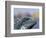 Iguana, Curacao, Caribbean-Greg Johnston-Framed Photographic Print