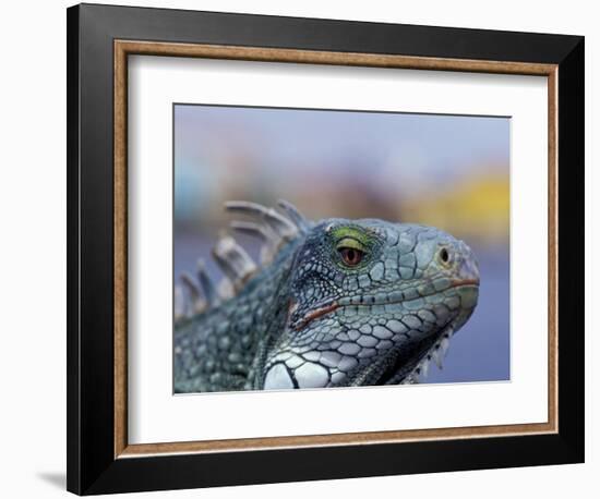 Iguana, Curacao, Caribbean-Greg Johnston-Framed Photographic Print