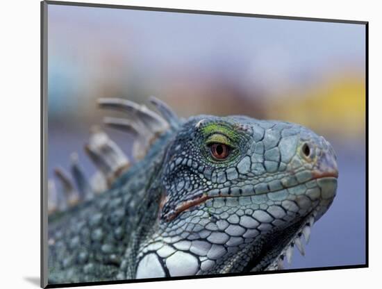 Iguana, Curacao, Caribbean-Greg Johnston-Mounted Photographic Print