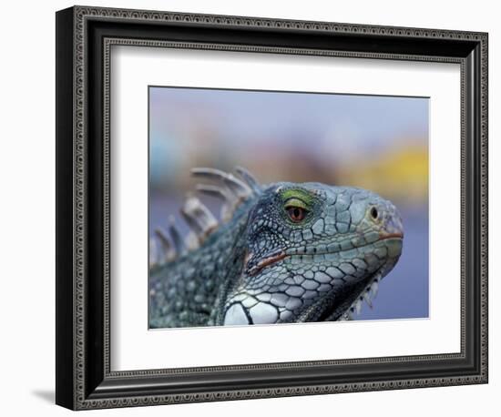 Iguana, Curacao, Caribbean-Greg Johnston-Framed Photographic Print