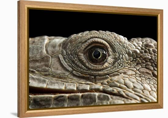 Iguana Eye-Linda Wright-Framed Premier Image Canvas