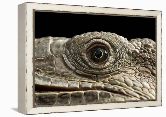 Iguana Eye-Linda Wright-Framed Premier Image Canvas