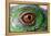 Iguana Eye-NagyDodo-Framed Premier Image Canvas