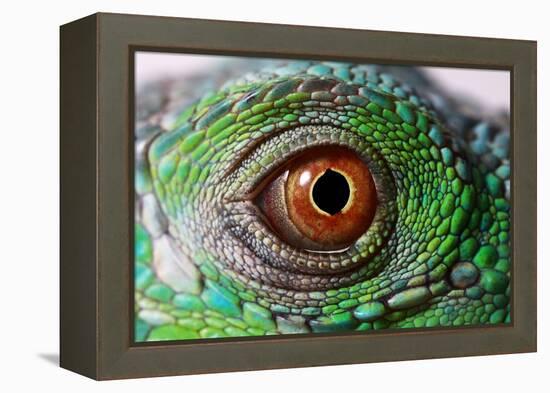 Iguana Eye-NagyDodo-Framed Premier Image Canvas