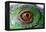 Iguana Eye-NagyDodo-Framed Premier Image Canvas