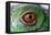 Iguana Eye-NagyDodo-Framed Premier Image Canvas