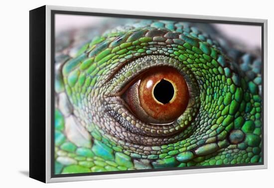 Iguana Eye-NagyDodo-Framed Premier Image Canvas