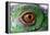 Iguana Eye-NagyDodo-Framed Premier Image Canvas