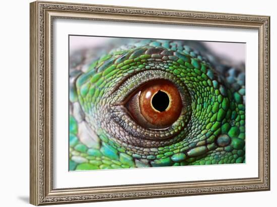 Iguana Eye-NagyDodo-Framed Photographic Print