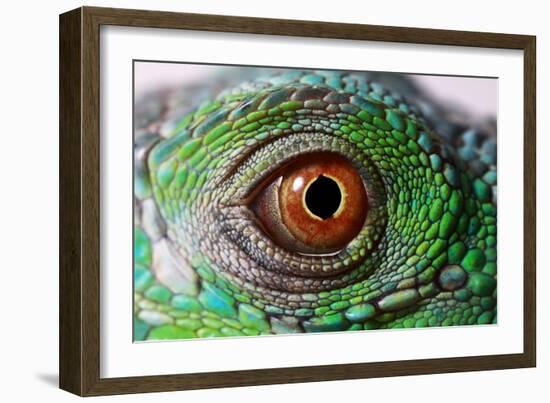 Iguana Eye-NagyDodo-Framed Photographic Print