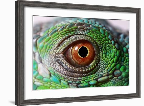 Iguana Eye-NagyDodo-Framed Photographic Print