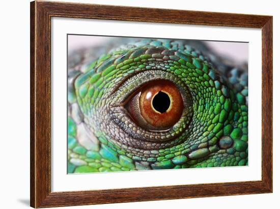 Iguana Eye-NagyDodo-Framed Photographic Print