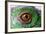 Iguana Eye-NagyDodo-Framed Photographic Print